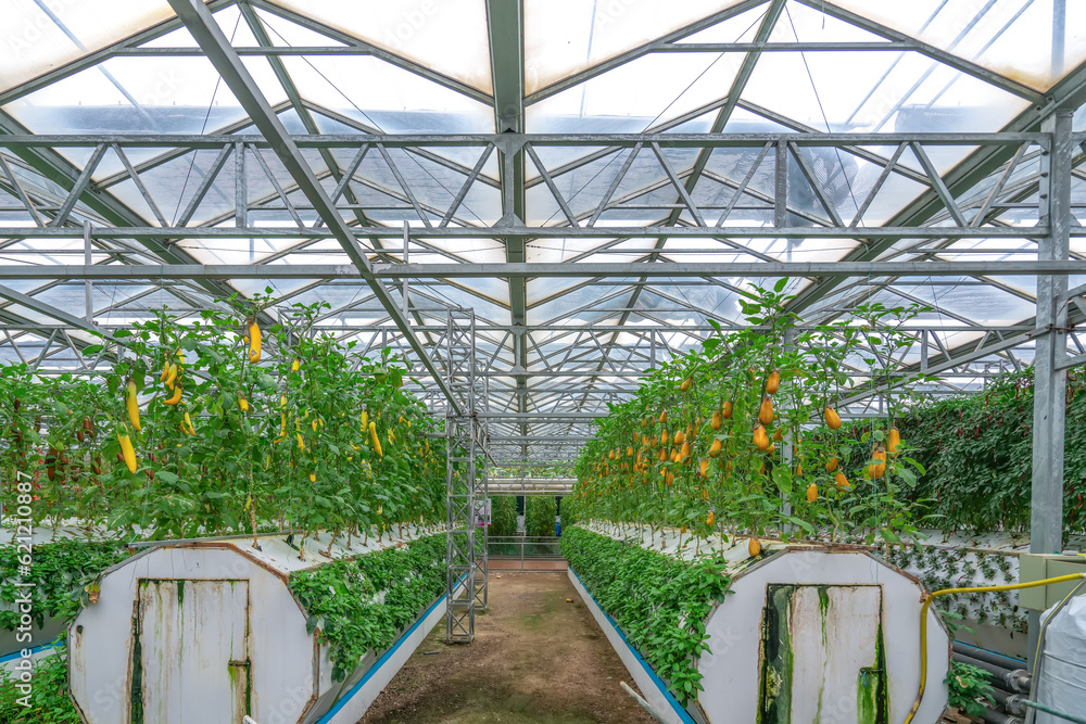 Shouguang ecological vegetable greenhouse interior scene