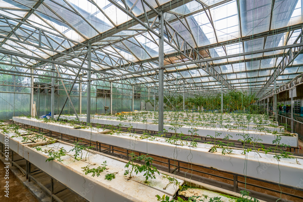 Shouguang ecological vegetable greenhouse interior scene