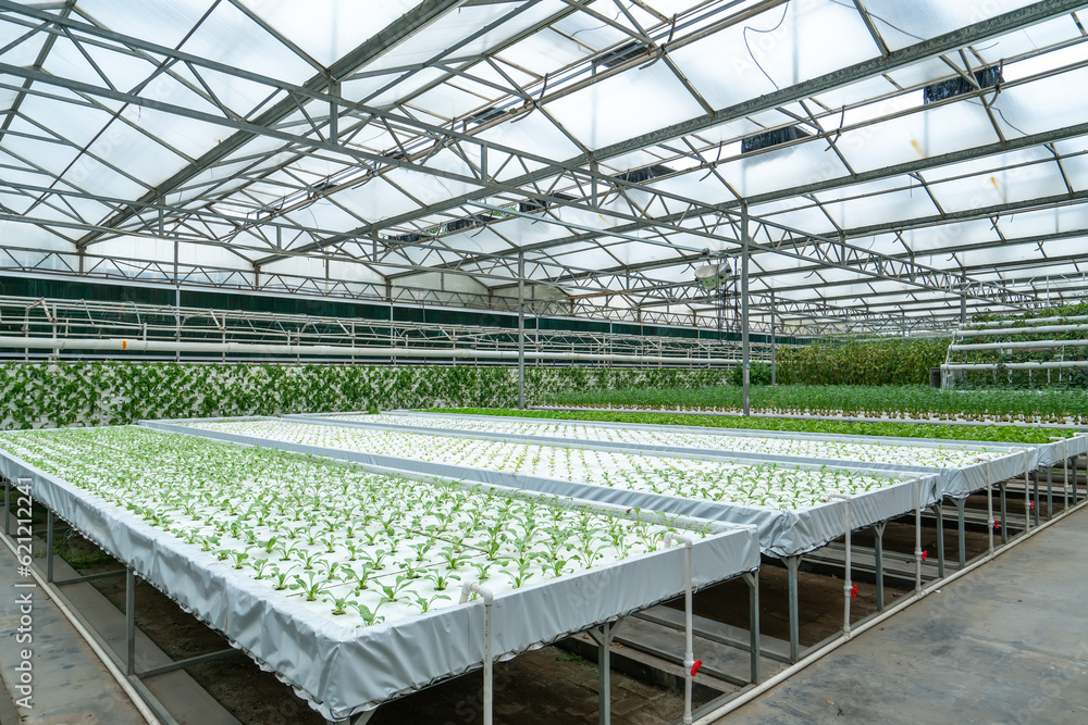 Shouguang ecological vegetable greenhouse interior scene