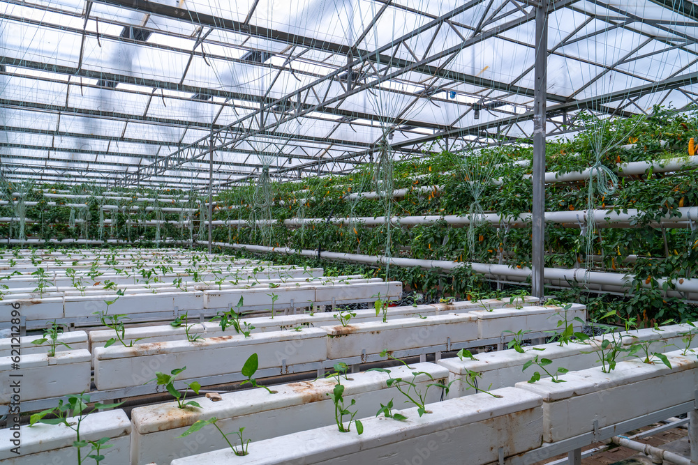 Shouguang ecological vegetable greenhouse interior scene