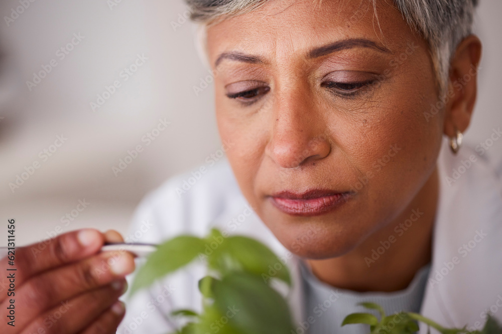 Face, senior scientist and woman, leaves and ecology with sample for medical research and scientific