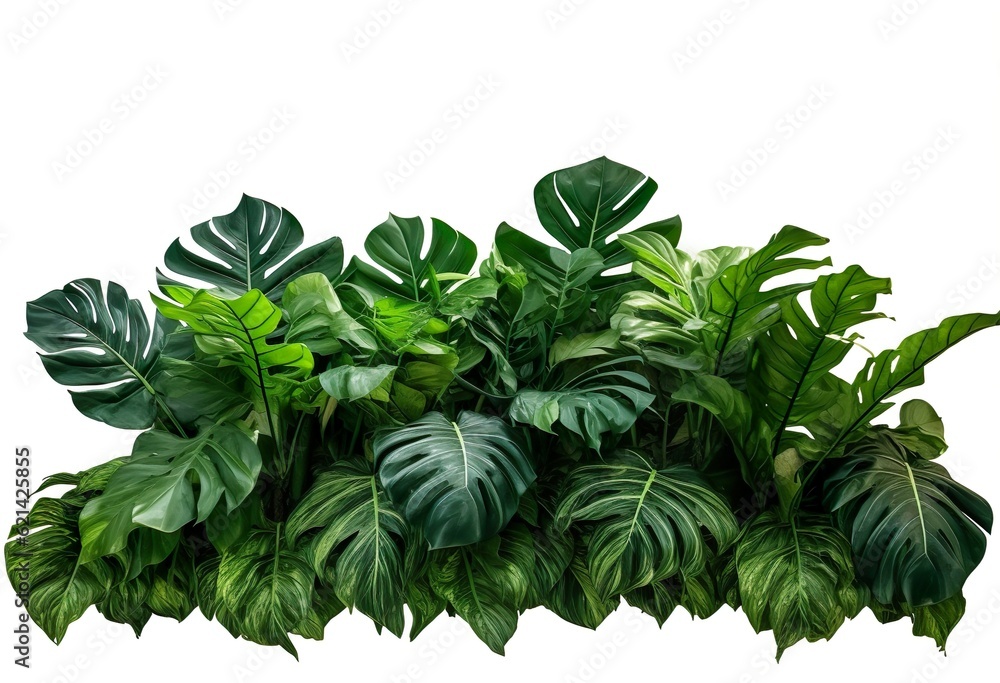 Tropical leaves foliage plant jungle bush floral