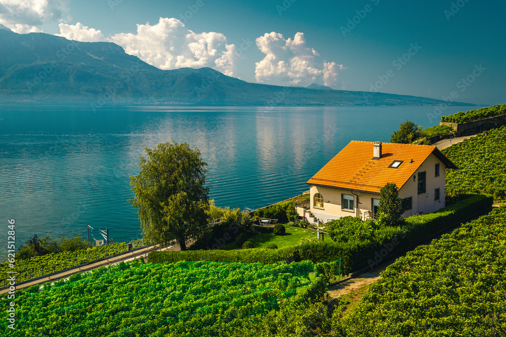 Vineyards on the lake shore, Rivaz village, Switzerland