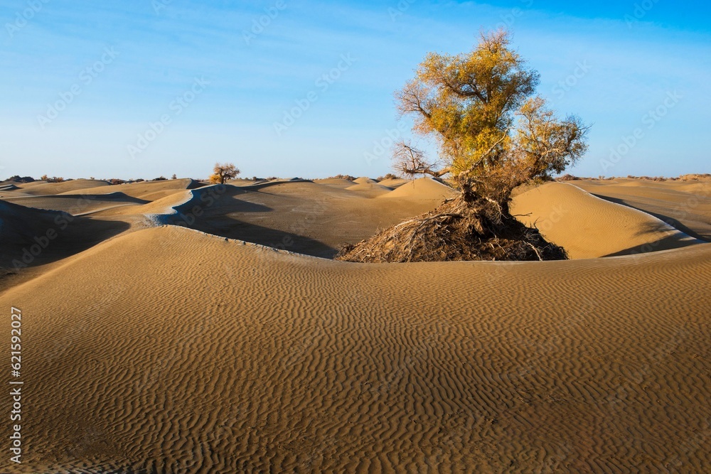 Desert under white clouds and blue sky, desert without people, desert close-up, plants in the desert