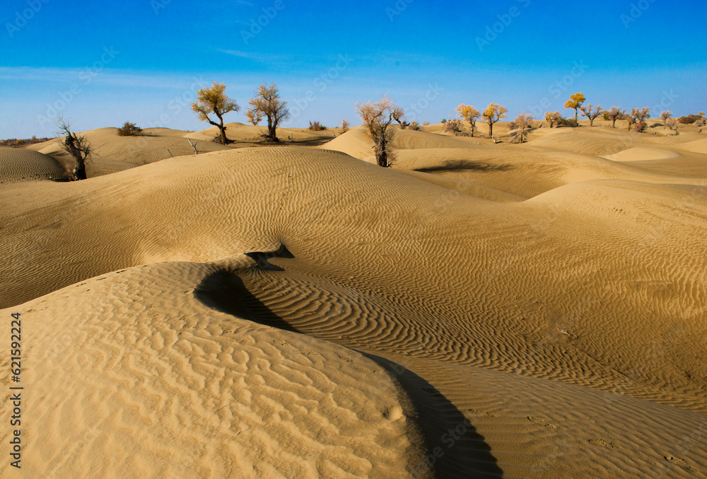 Desert under white clouds and blue sky, desert without people, desert close-up, plants in the desert