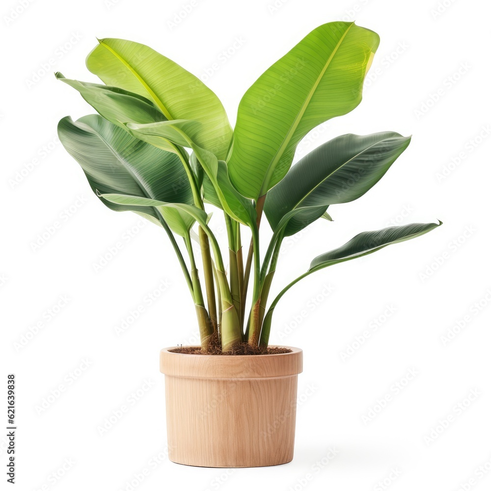 POtted banana plant isolated. Illustration AI Generative.