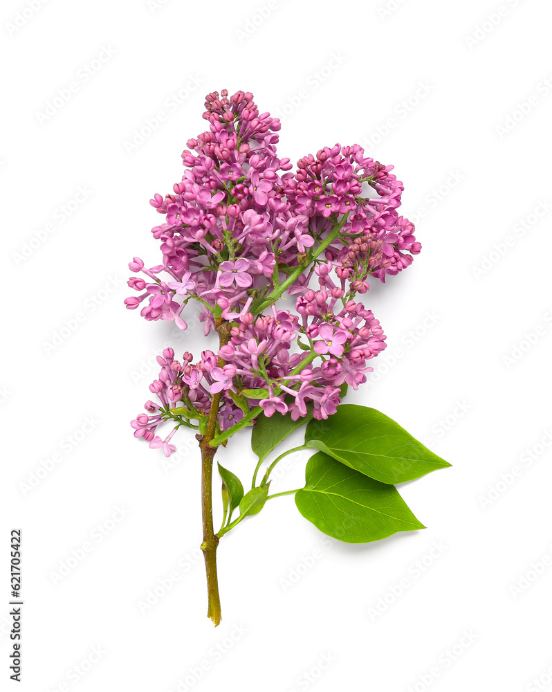 Lilac flowers on white background