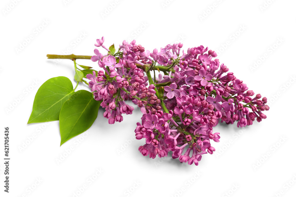 Lilac flowers on white background