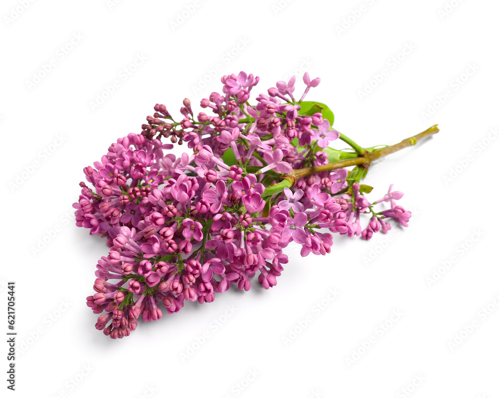 Lilac flowers on white background