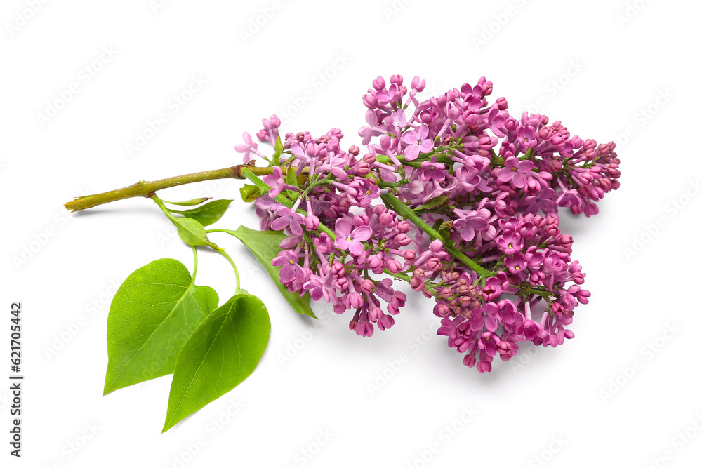 Lilac flowers on white background