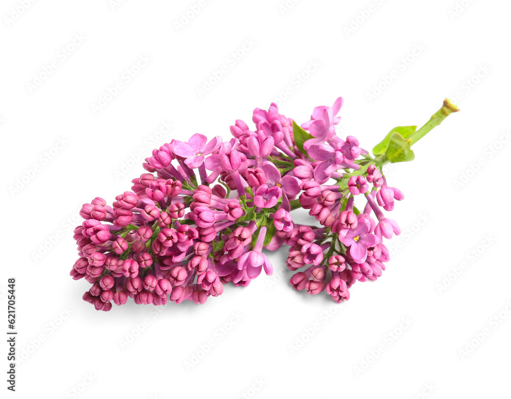 Lilac flowers on white background