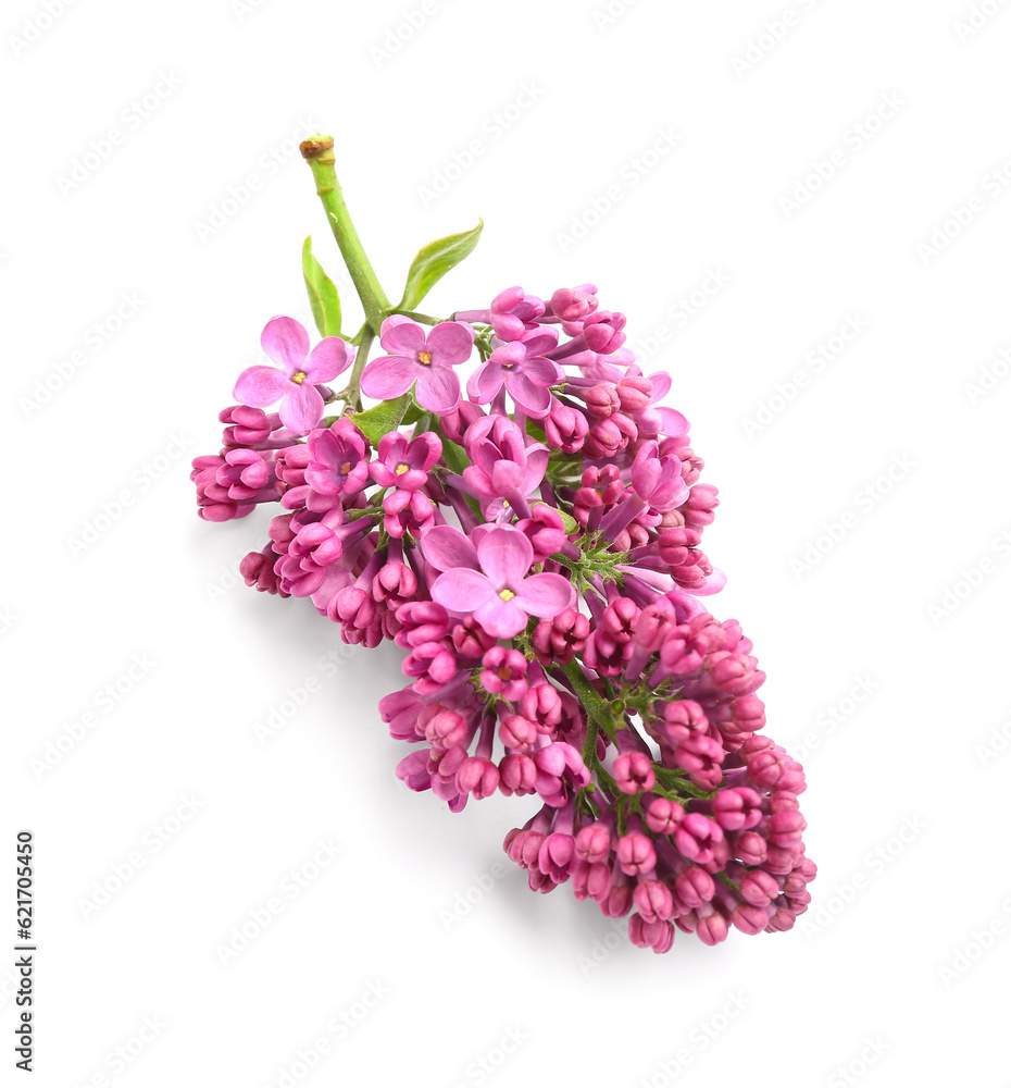 Lilac flowers on white background