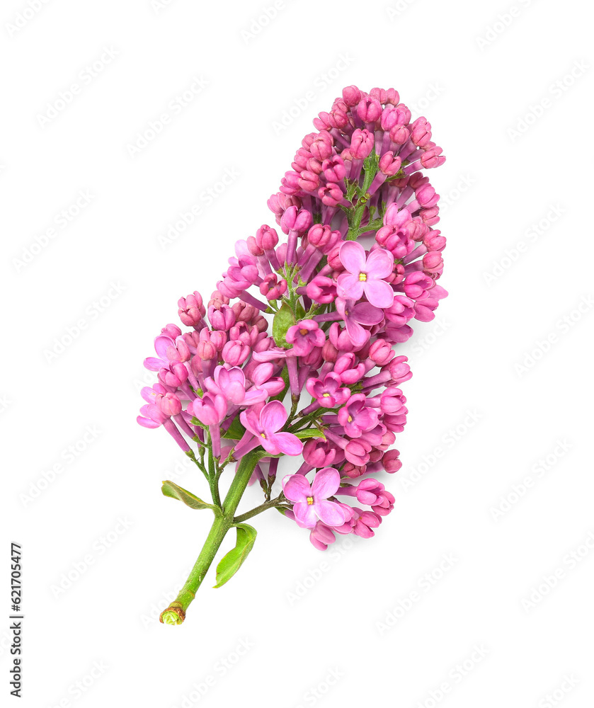 Lilac flowers on white background