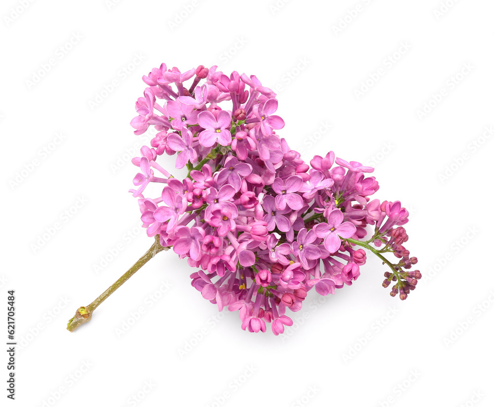 Lilac flowers on white background