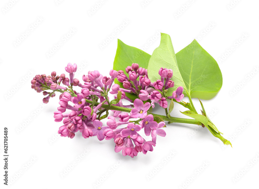 Lilac flowers on white background