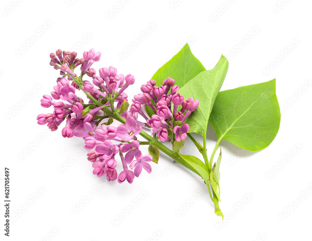 Lilac flowers on white background