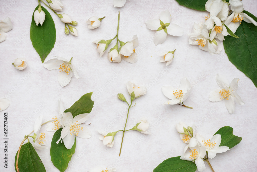 Composition with beautiful jasmine flowers and leaves on light background