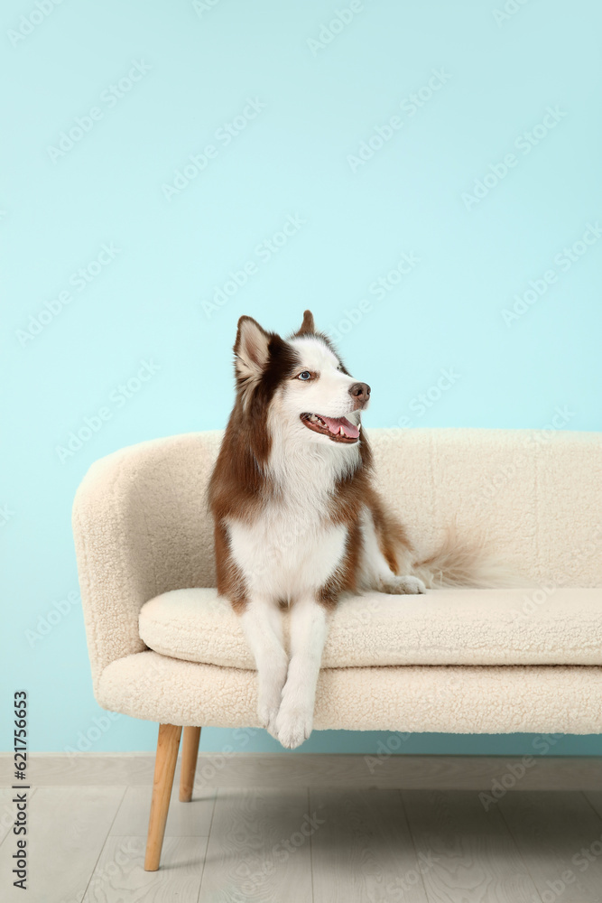 Cute Husky dog lying on sofa in living room