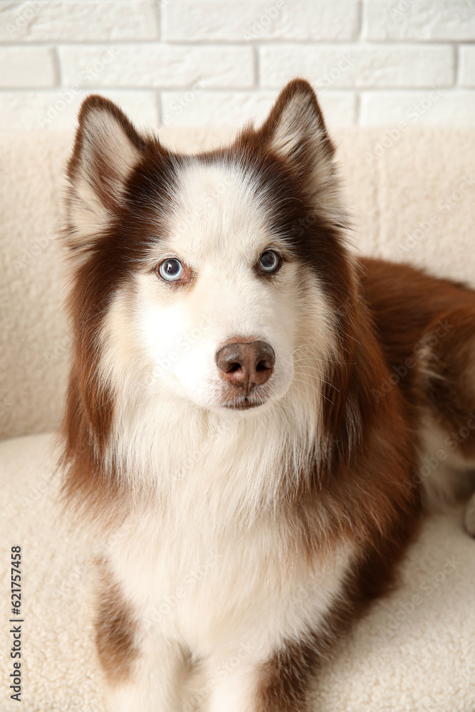 Cute Husky dog lying on sofa in living room, closeup