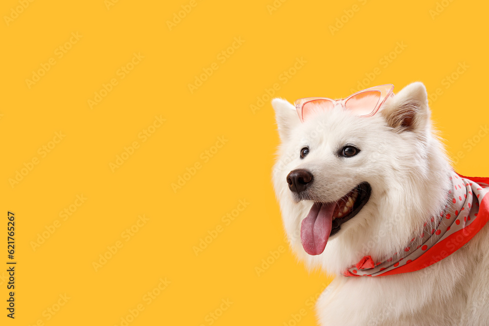 White Samoyed dog with sunglasses on yellow background, closeup