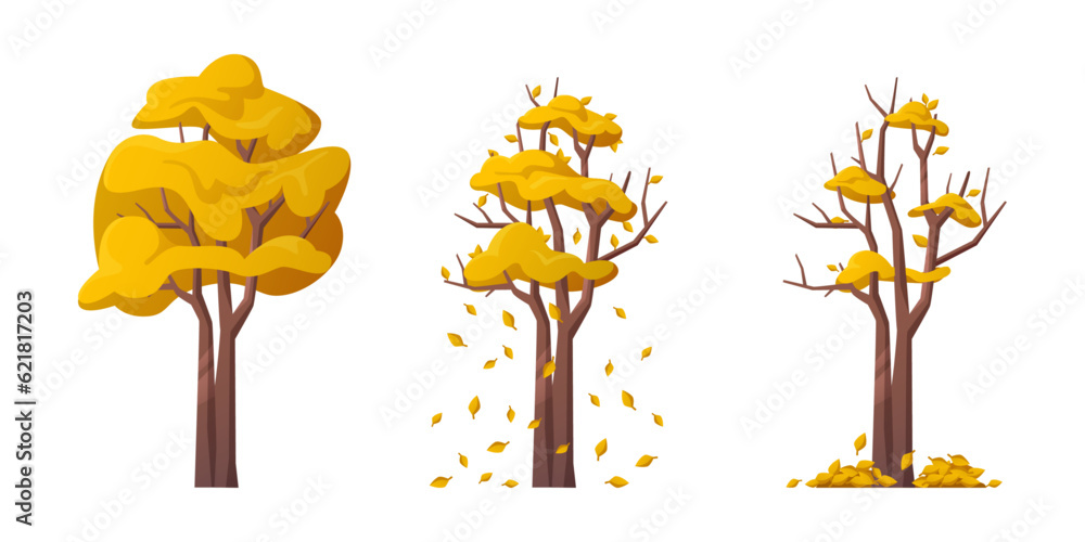 Tree during autumn season, isolated deciduous perennial plant with falling yellow leaves. Strong gus