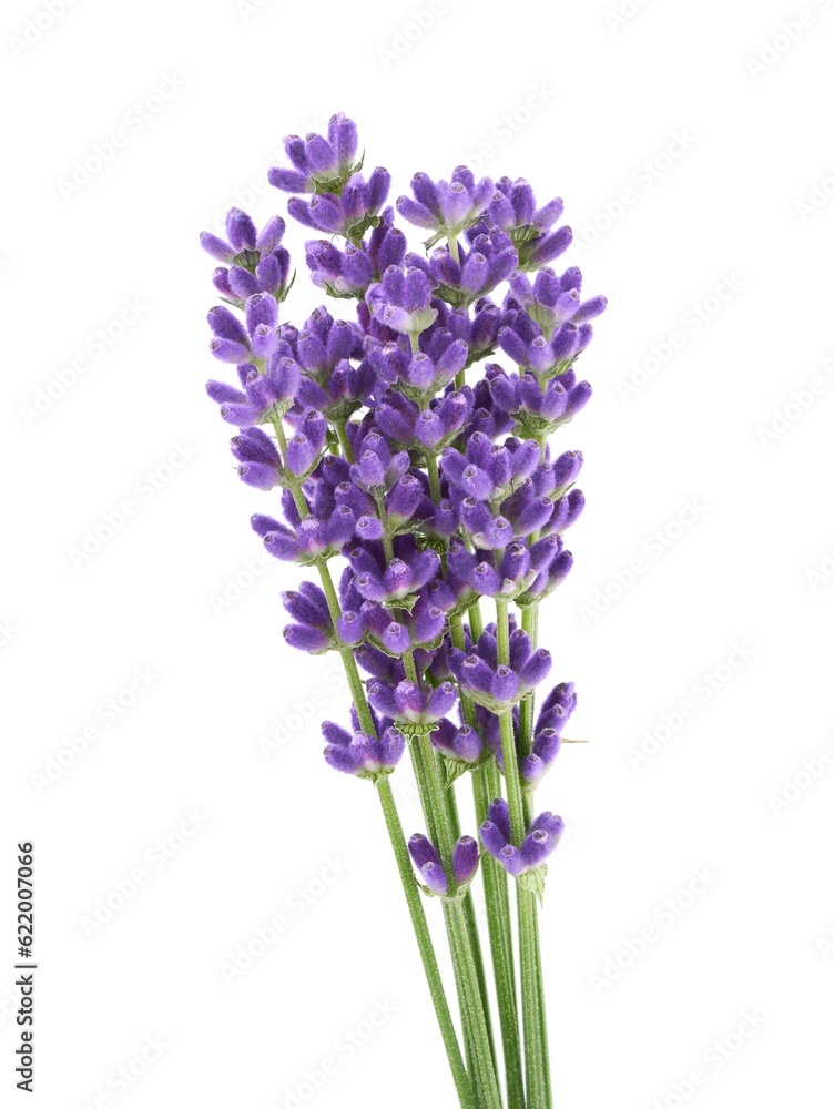 Lavender flowers isolated on white background 