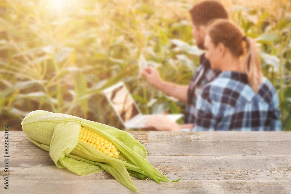 Ripe corn cob on table in field