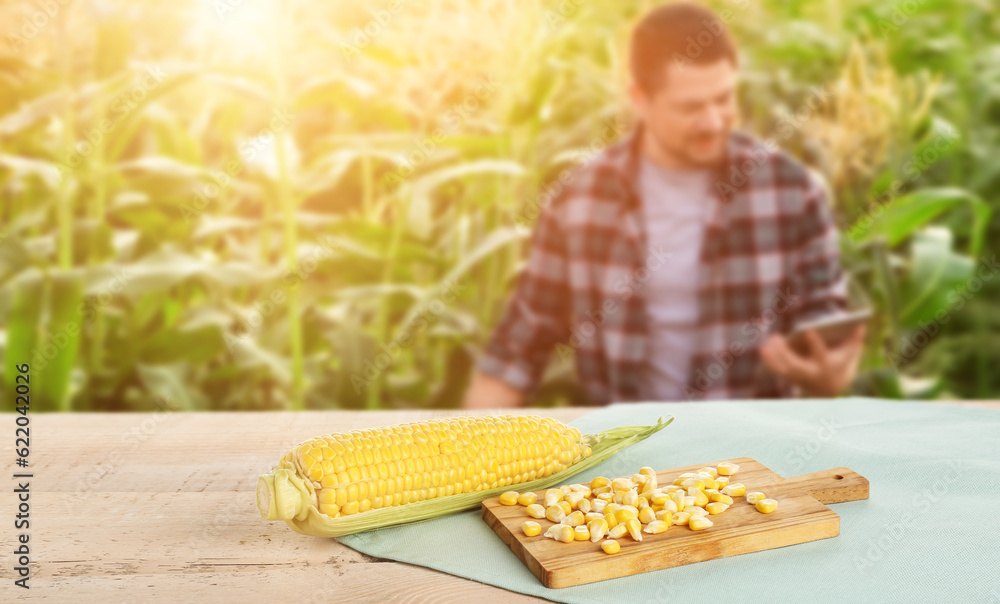 Ripe corn cob and kernels on table in field