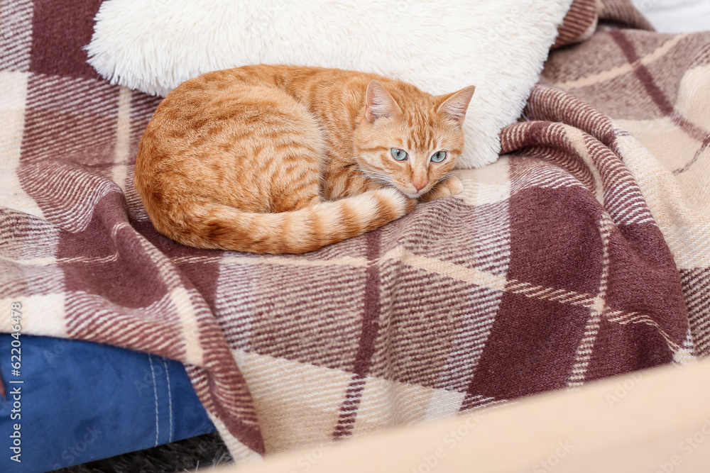 Cute ginger cat lying on plaid, closeup