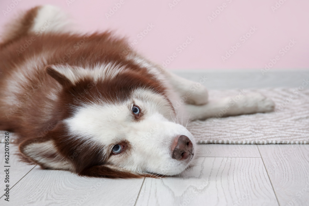 Cute Husky dog lying on floor in room, closeup