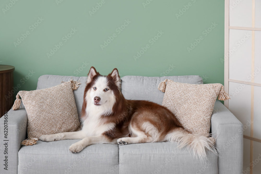 Cute Husky dog lying on sofa in living room