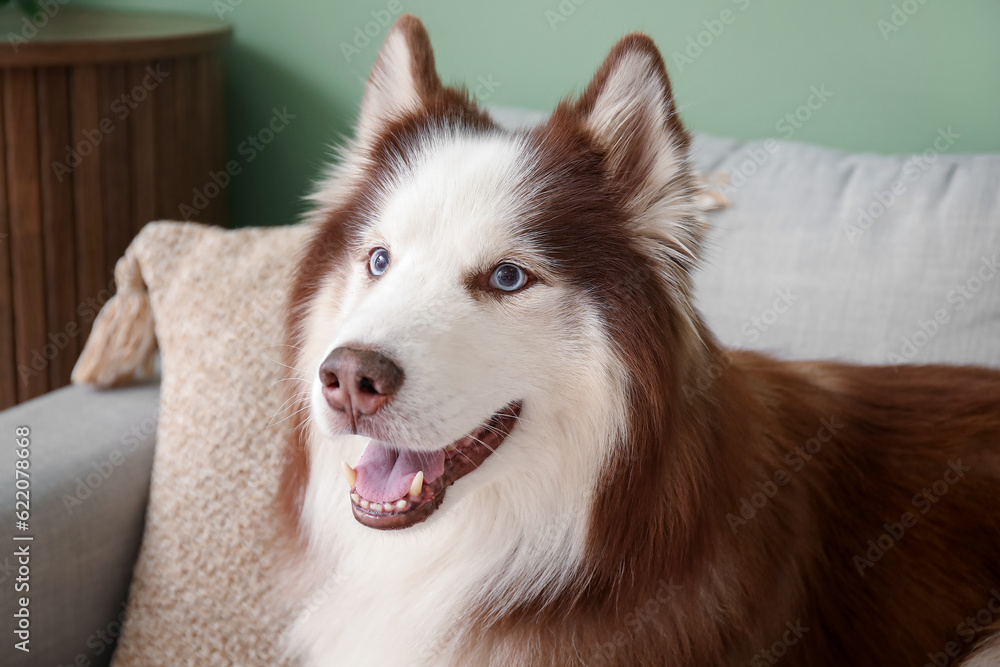 Cute Husky dog lying on sofa in living room, closeup