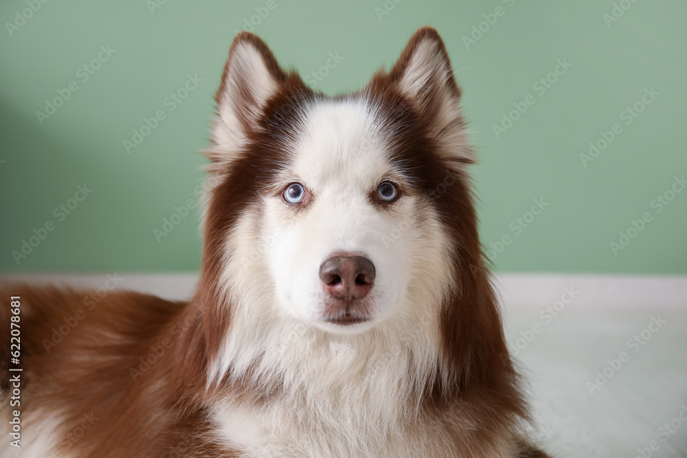 Cute Husky dog lying in floor in room, closeup