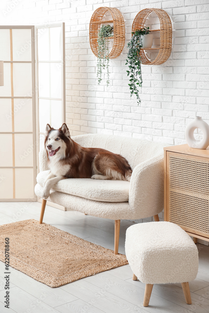 Cute Husky dog lying on sofa in living room