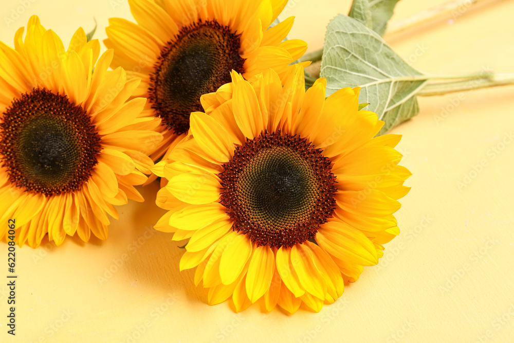 Beautiful sunflowers on yellow background