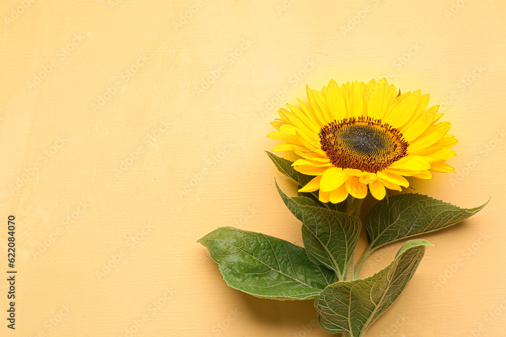 Beautiful sunflower on yellow background