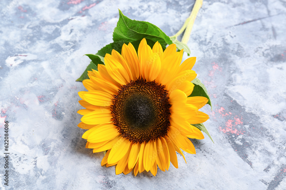 Beautiful sunflower on blue background