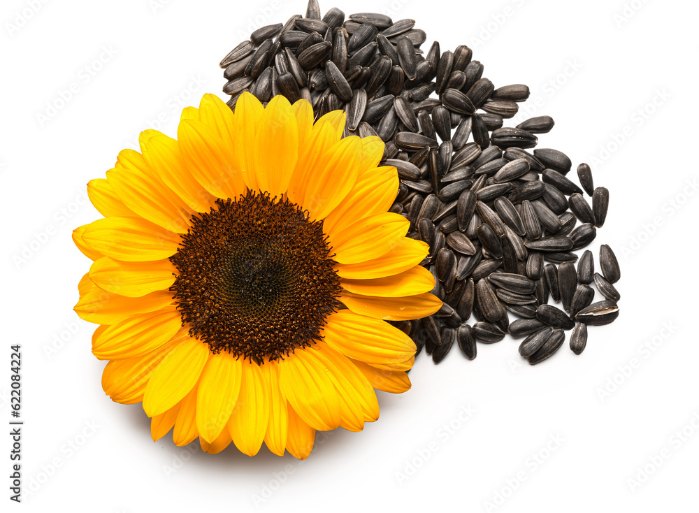 Sunflower with heap of seeds isolated on white background