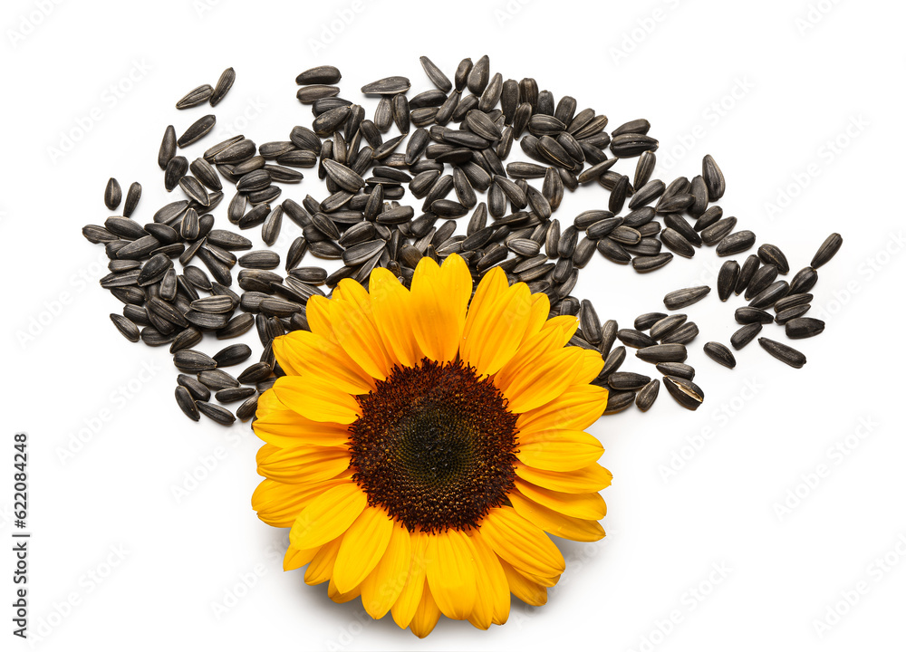 Sunflower with heap of seeds isolated on white background