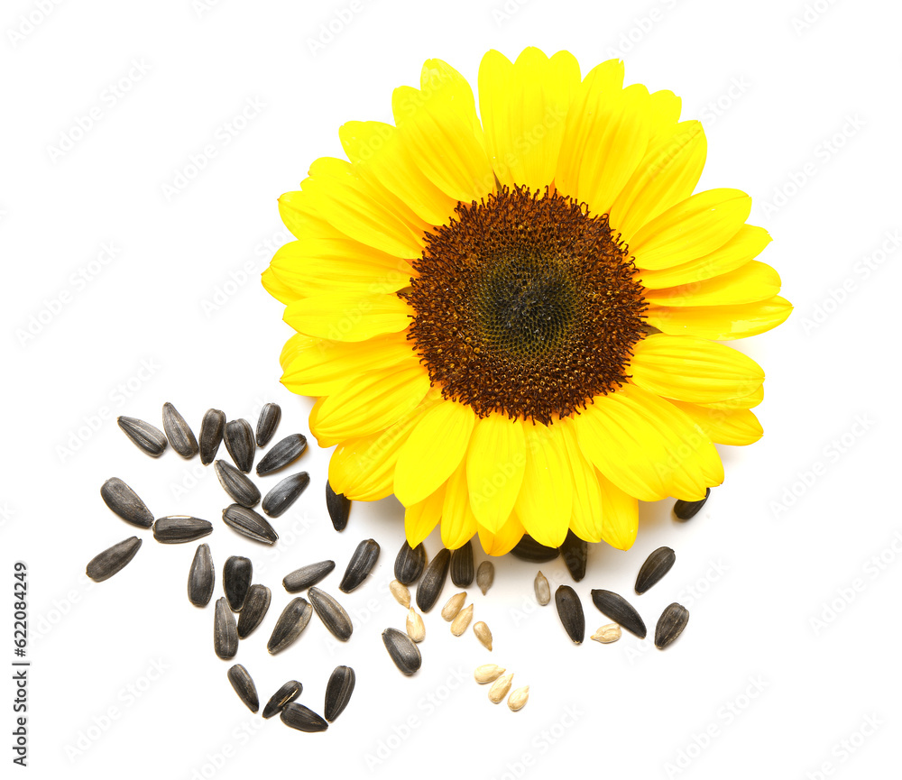 Sunflower with seeds isolated on white background