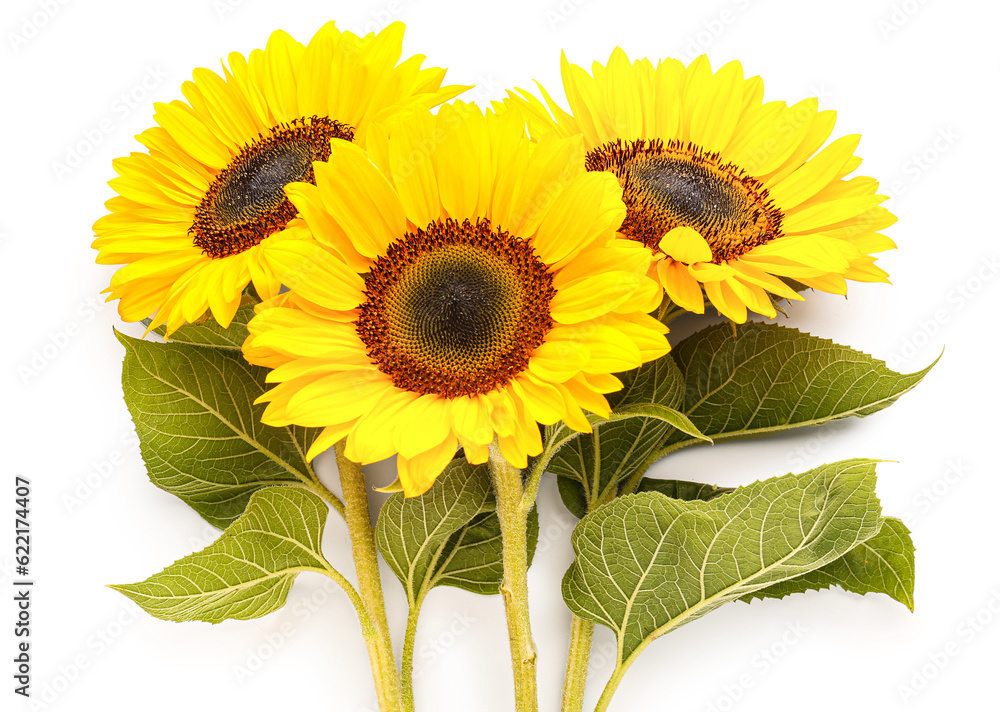 Beautiful sunflowers on white background