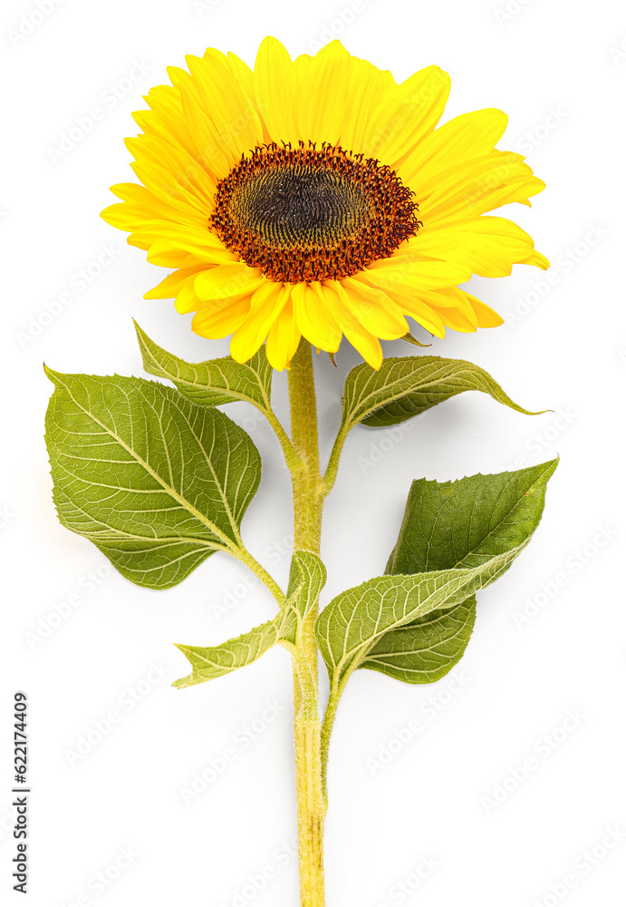 Beautiful sunflower on white background