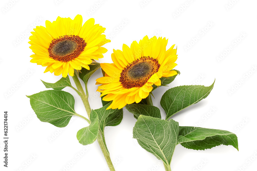 Beautiful sunflowers on white background