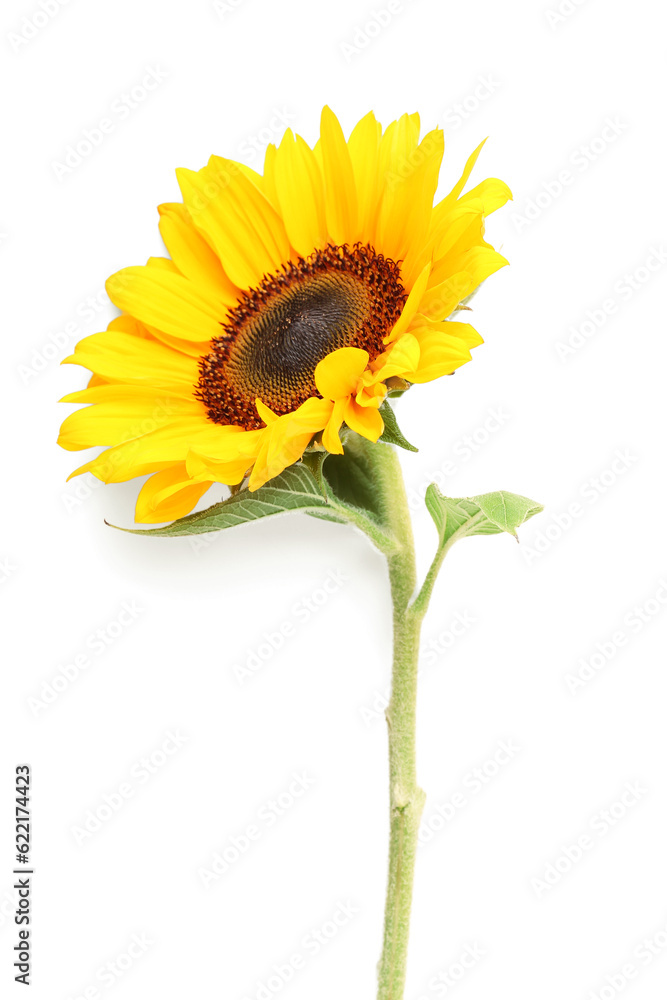 Beautiful sunflower on white background