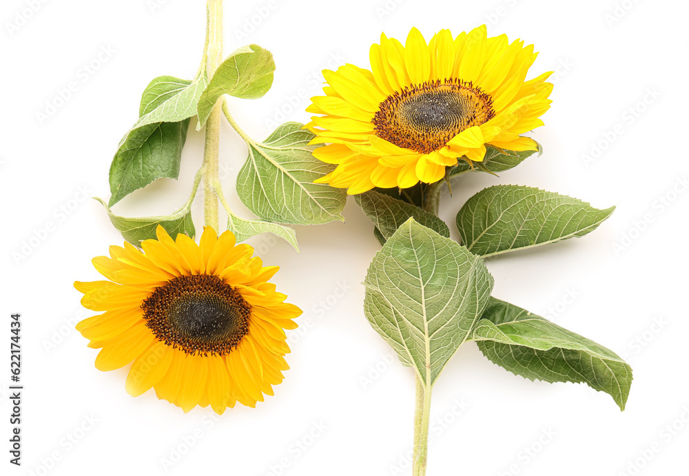 Beautiful sunflowers on white background