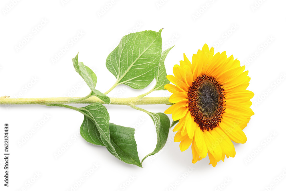 Beautiful sunflower on white background