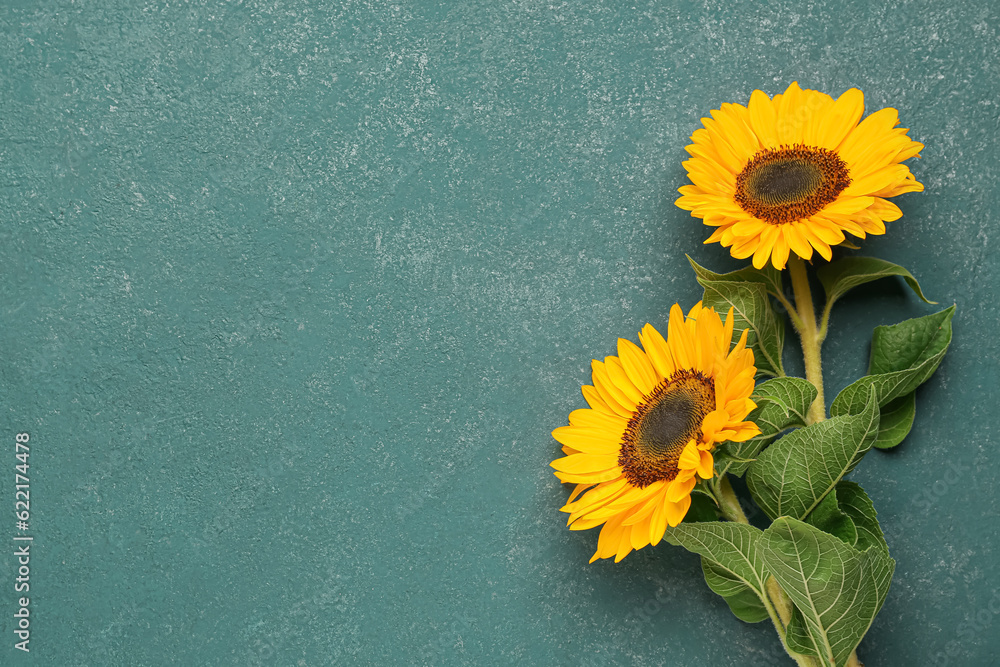 Beautiful sunflowers on green background