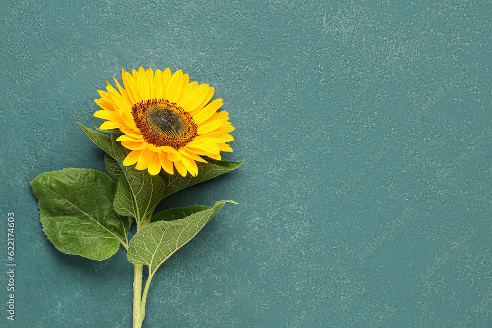 Beautiful sunflower on green background