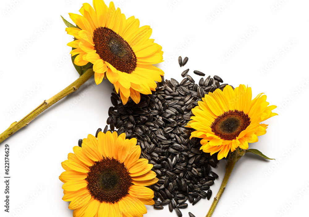 Sunflowers with heap of seeds isolated on white background