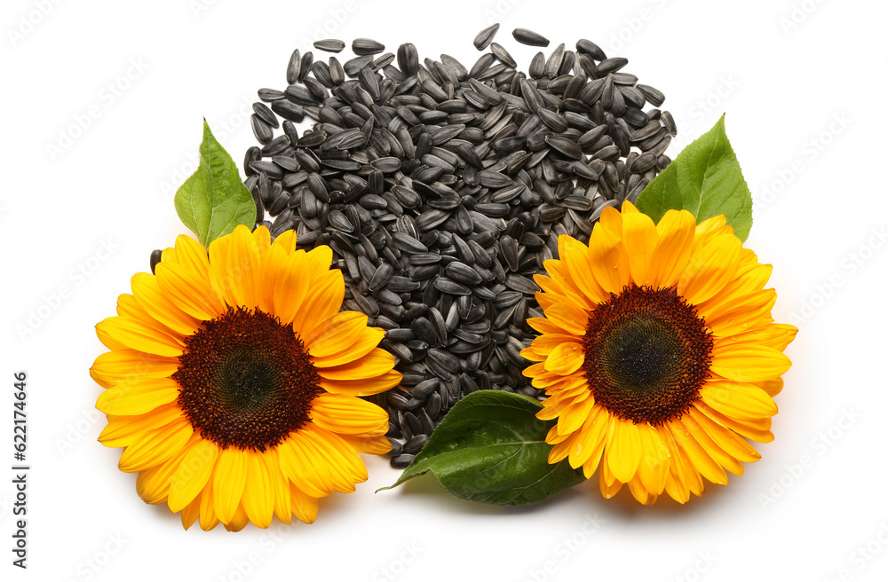 Sunflowers with heap of seeds isolated on white background